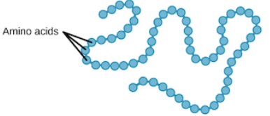 Amino acid monomers joined by peptide bonds, form polypeptide chains