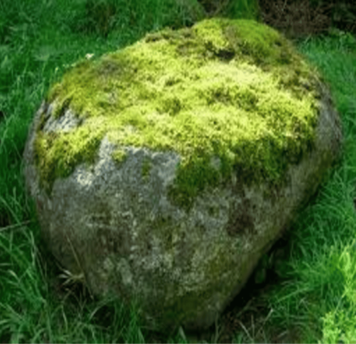 <p>I am a small flowerless plant that typically grows in dense green clumps or mats, often in damp or shady locations. People often confuse me for lichen.</p>