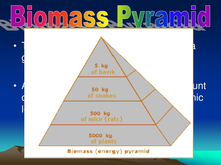 This shows the total amount of living tissue available at each trophic level.