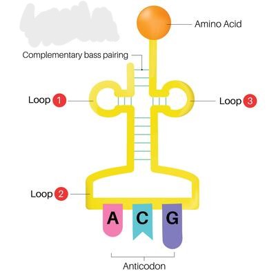 <p>The molecules that translate the mRNA code by linking specific bases on the mRNA with specific amino acids that will be used to build a protein.</p>