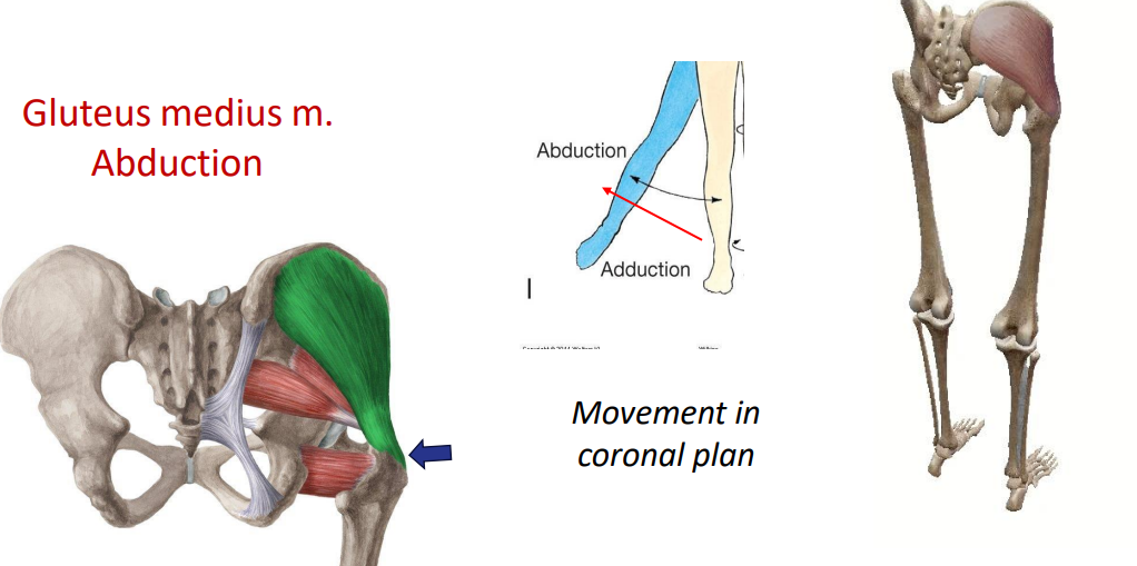 <p>Gluteus medius m. (abduction)</p>