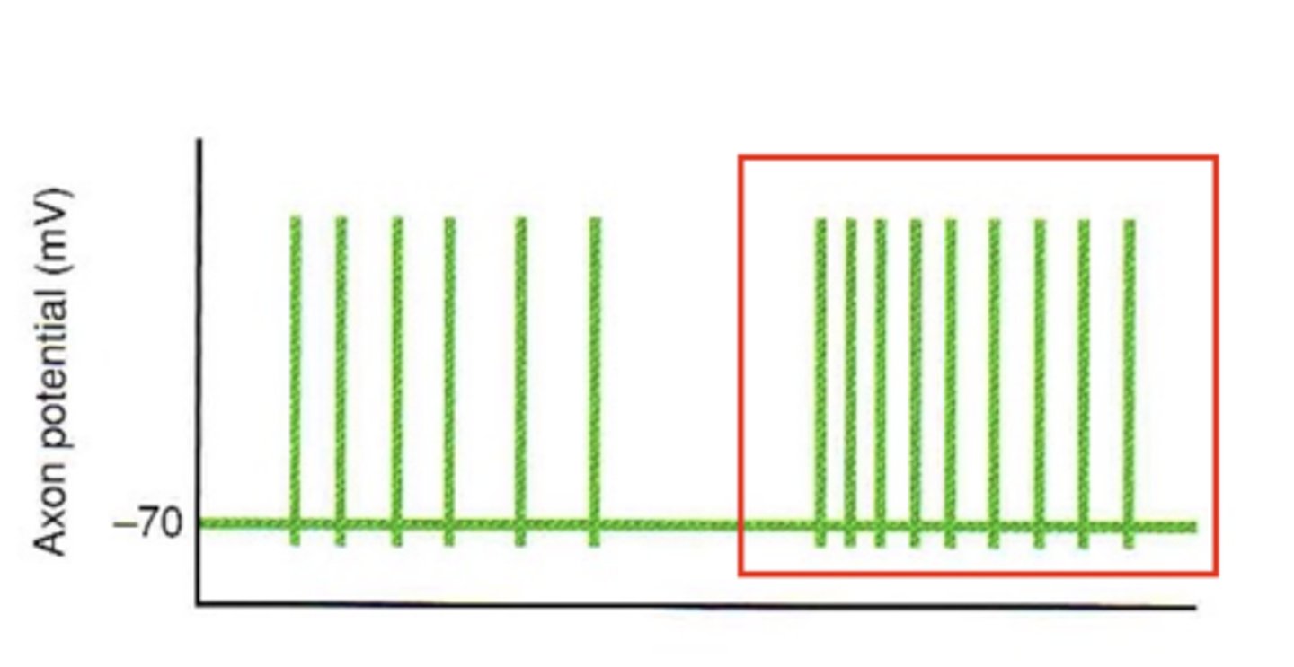 <p>The frequency of action potential firing would increase</p>