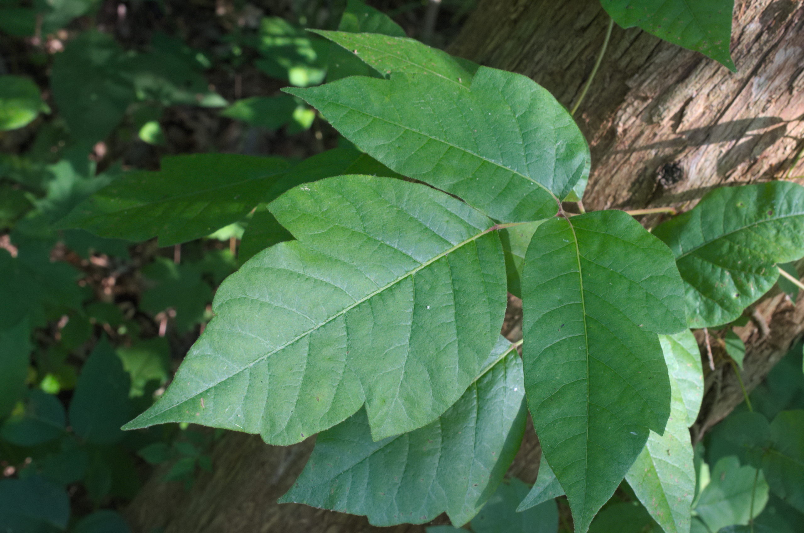 Poison Ivy