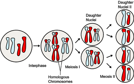 <p><span><span>The exchange of DNA segments between the two copies of a </span></span>chromosome<span><span> (one maternally inherited and one paternally inherited). This occurs during the creation of an egg or sperm for the next generation</span></span></p><ul><li><p><span><span>mechanism that enacts it, crossing over, happens during Prophase I of Meiosis I</span></span></p></li></ul><p></p>