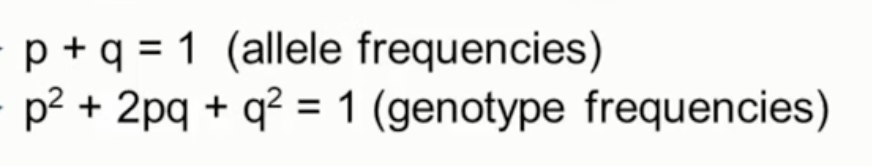 <ul><li><p>used to predict allele frequencies in a non-evolving population</p></li><li><p>p = frequency of the dominant allele</p></li><li><p>q = frequency of the recessive allele</p></li><li><p>p² = frequency of homozygous dominant genotype</p></li><li><p>2pq = frequency of heterozygous  genotype</p></li><li><p>q² = frequency of homozygous recessive genotype</p></li></ul>