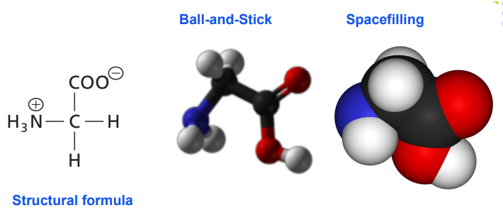 <ul><li><p>Oxygen – red.</p></li><li><p>Carbon – grey/black.</p></li><li><p>Hydrogen – white.</p></li><li><p>Nitrogen - blue.</p></li><li><p>S – yellow.</p></li><li><p>P – orange.</p></li></ul><p></p>