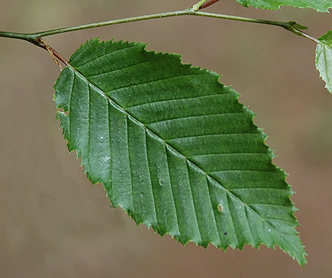 <p>Name this tree (scientific + common name)</p>