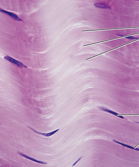 <p>What tissue type does this image depict?</p>