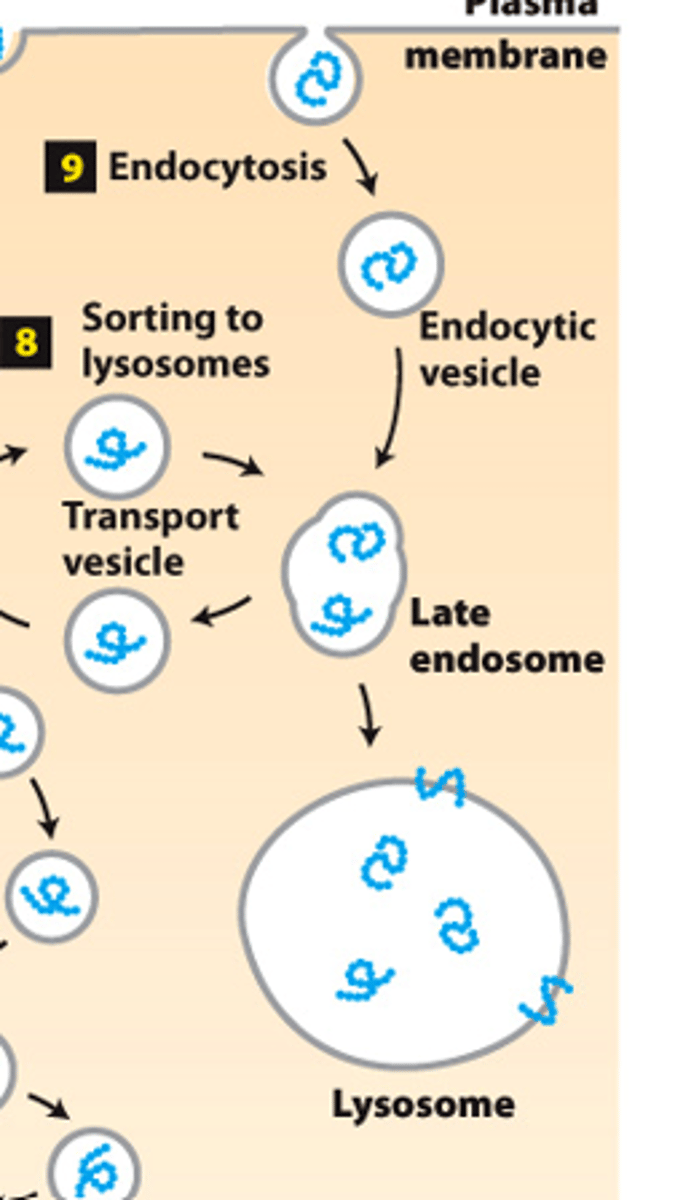 <p>protein sorting, endocytic pathway: step 9--vesicles budding from the plasma membrane take up __________ _________________ proteins and deliver them to lysosomes via late endosomes</p>
