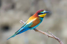 <p>Bee-eaters</p>