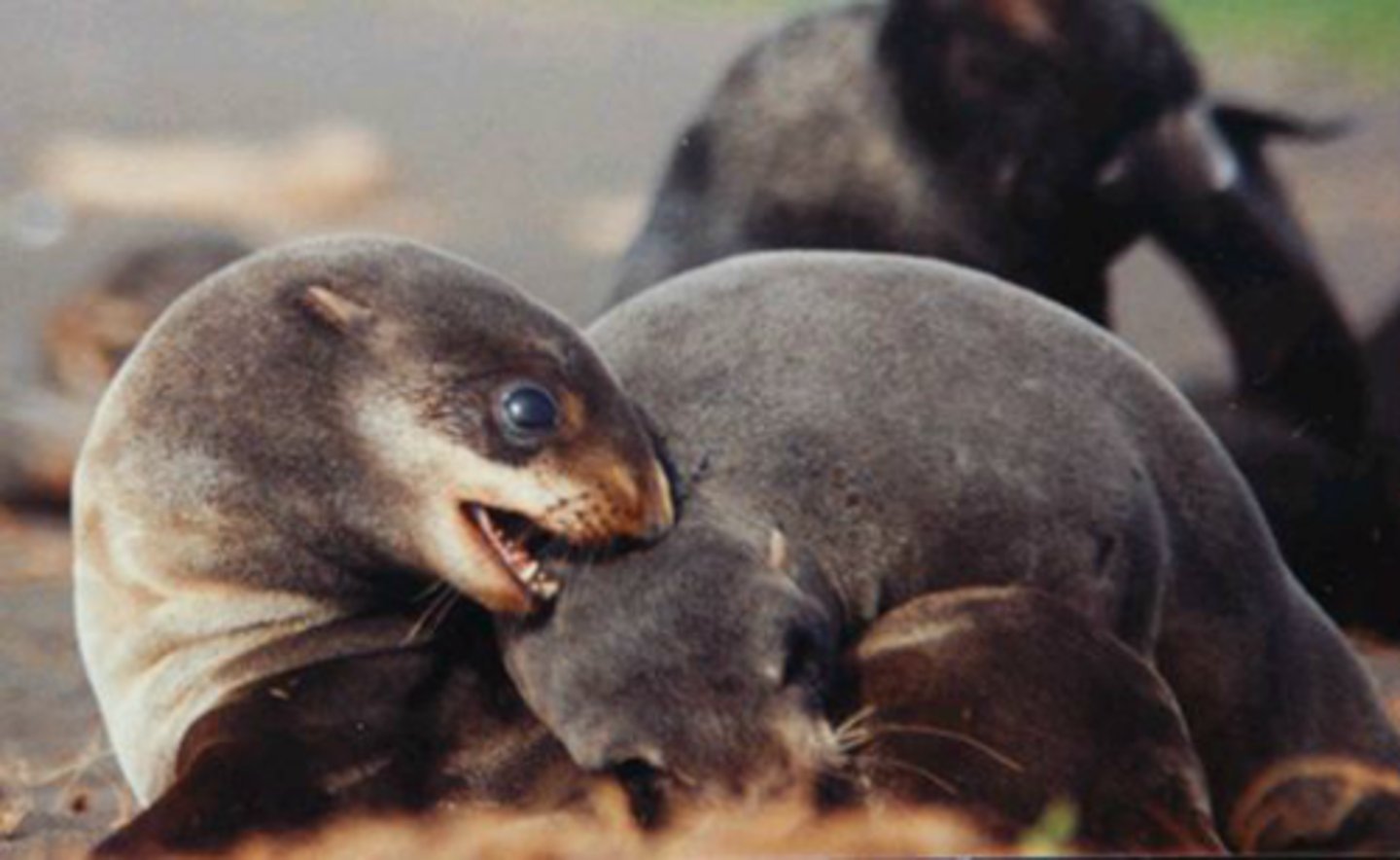 <p>Identify the species shown:</p>