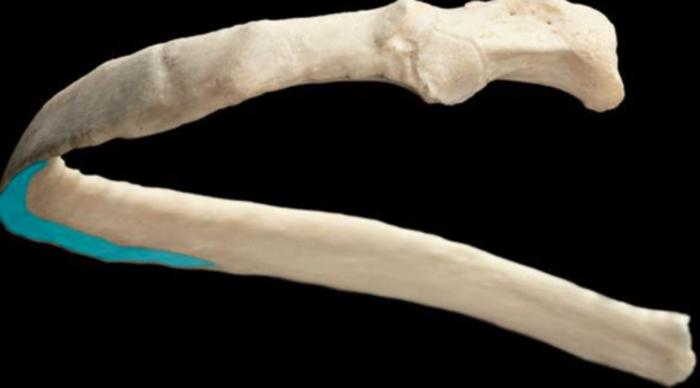 <p>muscle attachment; arteries, veins, and nerves run in the groove</p>