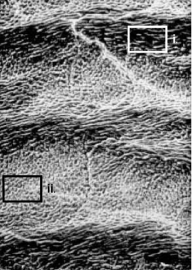 <p><span style="color: #ffffff">What is the functional significance of the structural difference between rods in i and ii?</span></p>