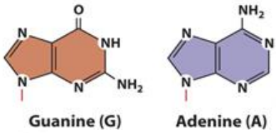 <ul><li><p>Guanine (G)</p></li><li><p>Adenine (A)</p></li></ul><p>Hint: Pur-GA</p>
