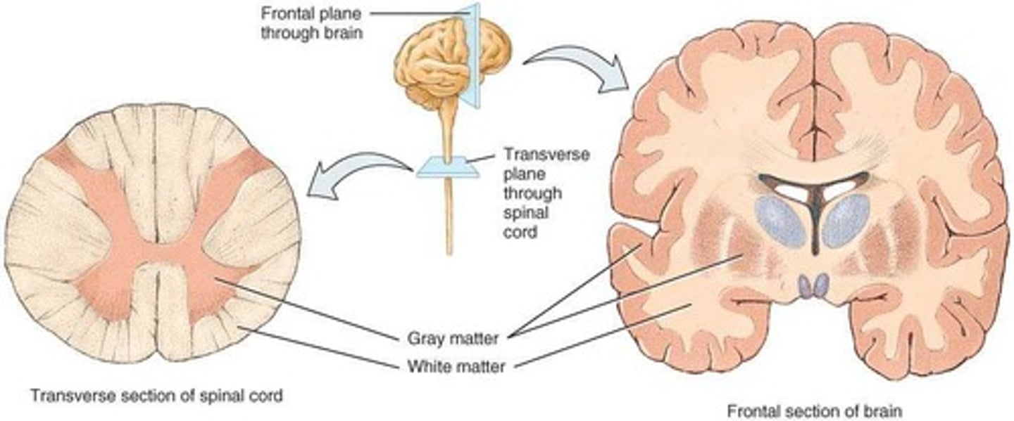 <p>White matter consists of myelinated processes, while gray matter contains nerve cell bodies, dendrites, and unmyelinated axons.</p>