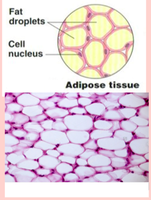 * **Extracellular matrix occupies much less space than the cells. (fat) is deposited intracellularly.**
* **under the skin, in the buttocks, breasts and abundant in the omentum in the abdomen.**
