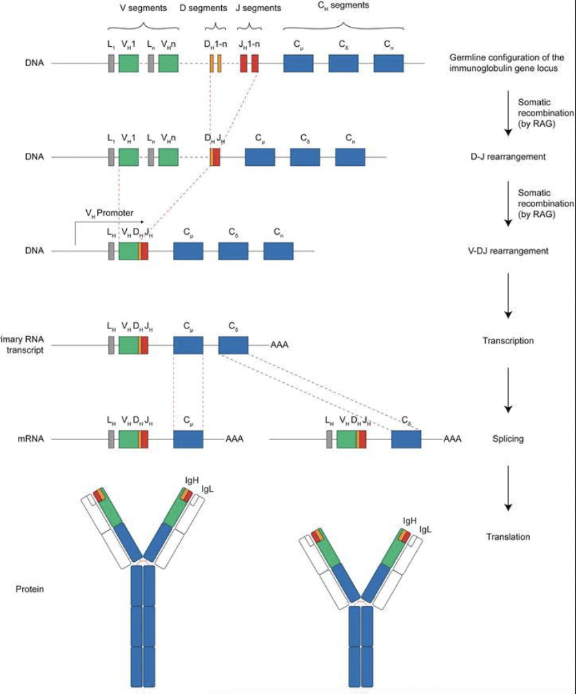 <p>One D segment and J segment selected randomly, DNA in between is cut out, DJ join</p><p>One V segment is chosen and joined to previously formed DJ, DNA segments are cut using RAG-1 and RAG-2 enzymes</p><p>The VDJ sequence is transcribed into mRNA and gets translated into the variable region of the antibody </p><p>The variable region is then joined with constant C region </p><p>This determines antibody class </p>