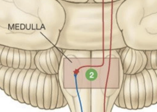 <p>________ , ________ , and ________ cross the midline in the medulla</p>
