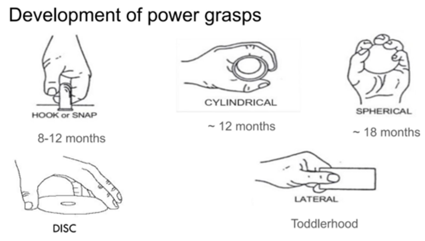 <p>8-12 months: hook or snap</p><p>~12 months: cylindrical</p><p>~18 months: spherical</p><p>toddlerhood: disc, lateral</p>