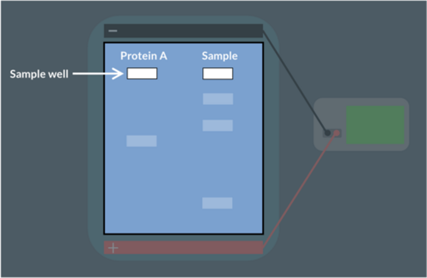 <p>No.</p><p>The sample does not produce a band in the same position as protein A. This means protein A is not present in the sample.</p>
