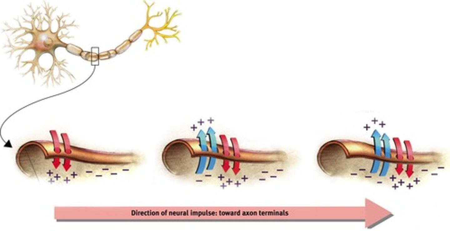 <p>A long single extension of a neuron, covered with myelin sheath to insulate and speed up messages.</p>