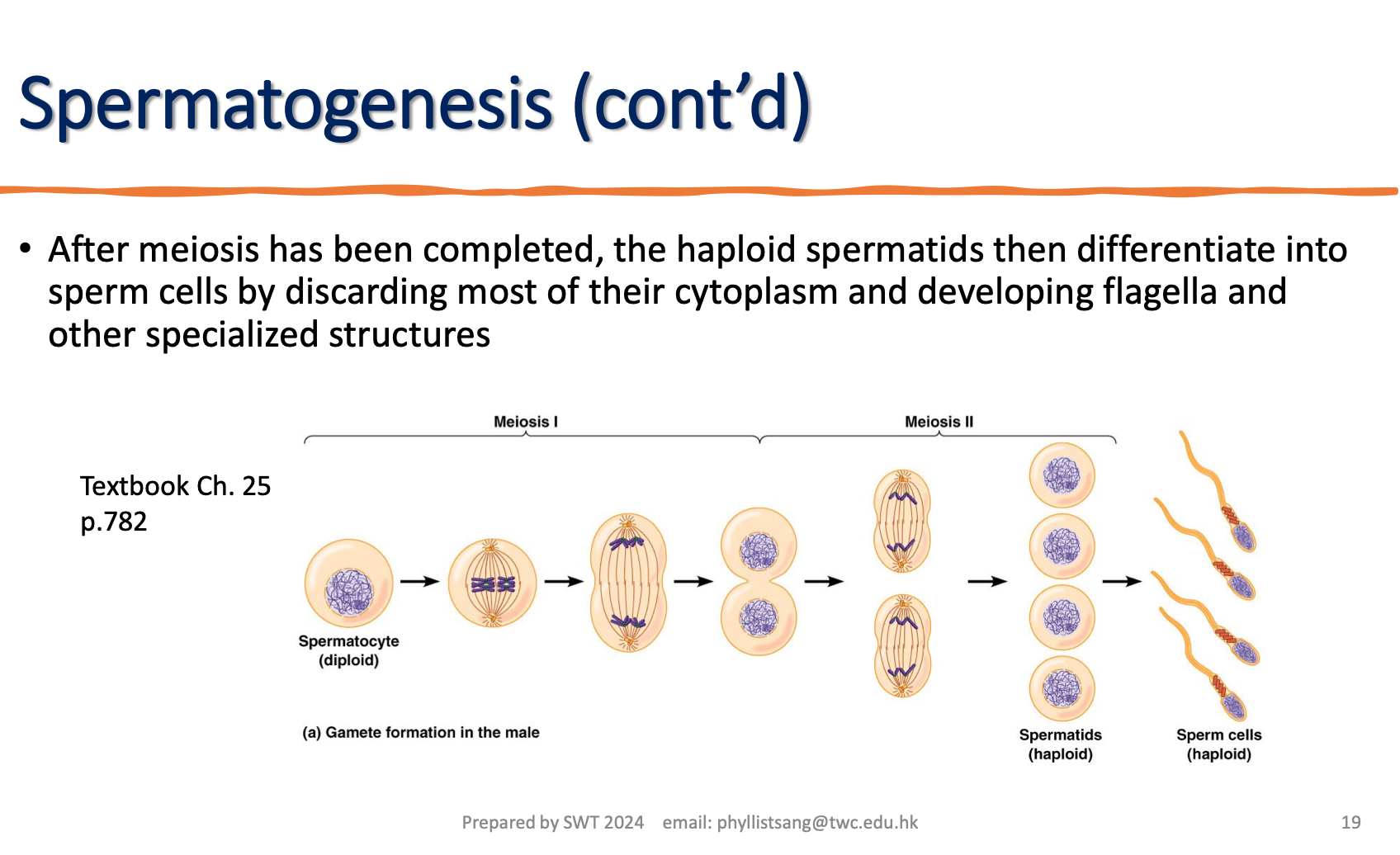 <p>Name and describe the production of spermatozoa in the testes <br></p>