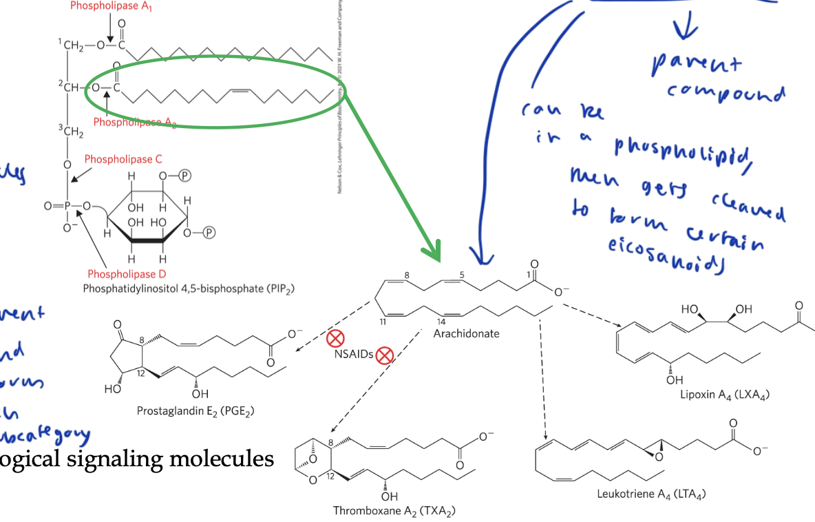 <p>lipids that act as paracrine hormones/ signaling molecules</p><ul><li><p>parent compound is arachidonic acid, which is just one chain of a phospholipid, which gets cleaved to form each subcategory of eicosanoids</p></li><li><p>includes prostaglandins, thromboxanes, and leokotrienes</p></li><li><p>different enzymes modify arachidonic acid to form the three subcategories</p></li></ul><p></p>