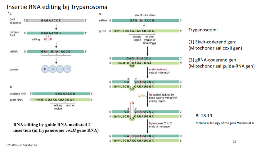 <p>Trypanosoom:</p><ul><li><p>Eiwit-coderend gen (mitochondriaal coxII gen)</p></li><li><p>gRNA-coderend gen (mitochondriaal gRNA gen)</p></li></ul><p></p><p>Het gen zorgt voor aanmaak van een onberwerkt mRNA.</p><p>Een gRNA wordt ook aangemaakt en bindt eraan.</p><p>Waar ze niet op elkaar passen weet de cel dat hij dingen (bv U) moet toevoegen.</p><p>Enzymen zullen het mRNA knippen → voegen juiste dingen toe → plakken mRNA weer aan elkaar.</p><p>→ gRNA dient voor mRNA te editen en gRNA is reverse complement aan het finaal matuur mRNA.</p><p></p>