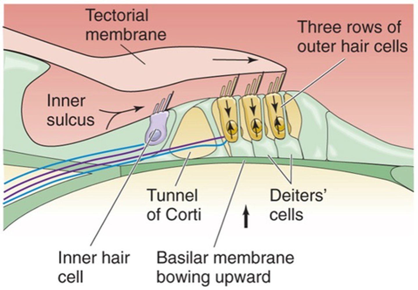 <p>The inner hair cells are the primary receptors, what does this mean?</p>