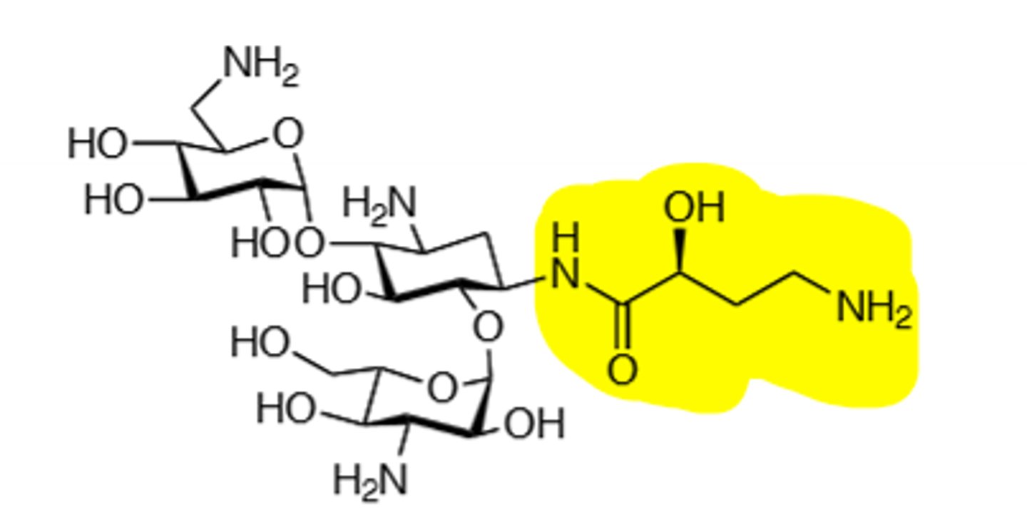 <p>Synthesized from kanamycin A, aminoglycoside, inhibits bacteria metabolism by R-factors with presence of L-hydroxyaminobuteryl amide moiety. Ototoxic, nephrotoxic, can induce neuromuscular blockade, binds to 30S subunit and cause a frame shift mutation, inactivated by acetylation, adenylation, and phosphorylation, displace Mg and Ca ions to make membrane more permeable in gram (-), do not mix with penicillin, toxicity more likely if treatment exceeds 5 days, teratogen.</p>