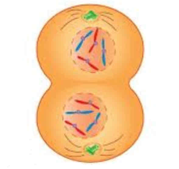 <p>Nuclear membranes begin to form around the separated chromosomes</p><p>Preparing for division and cleavage farrow forms</p>