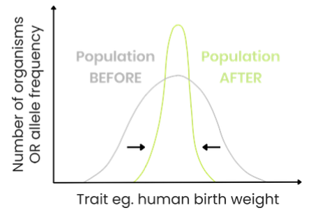 <ul><li><p>E.g.Human birth weight</p></li><li><p>Organisms with a modal variation of a trait e.g. babies with an average weight</p></li><li><p><u>Environment:</u> Usually stable</p></li><li><p>Increased frequency of organisms with alleles for average trait</p></li><li><p>Normal distribution curve similar, less variation around the mean </p></li></ul><p></p>
