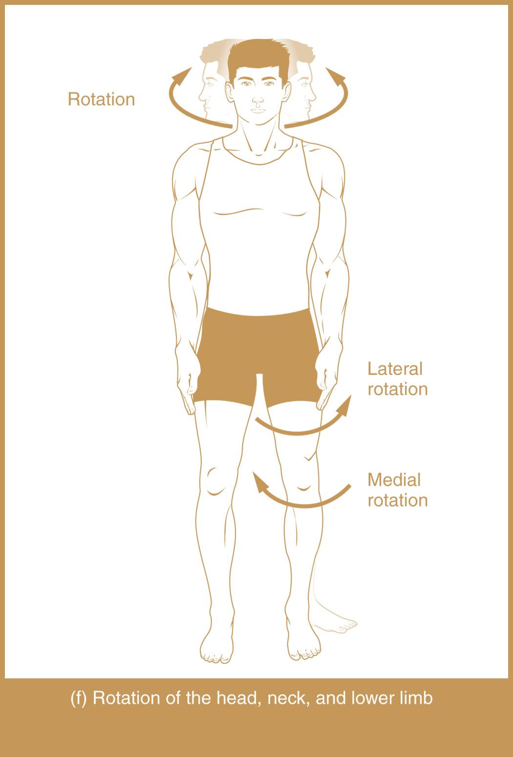 <p>Turning a body part around it’s axis.</p>