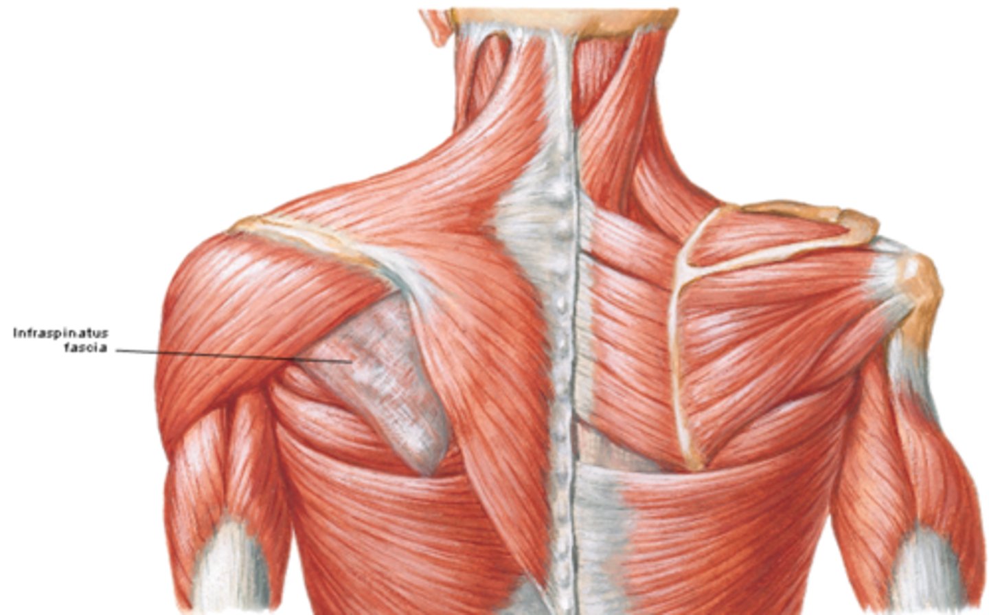<p>overlies the supraspinatus and infraspinatus muscles, respectively; and attaches to the scapula</p>