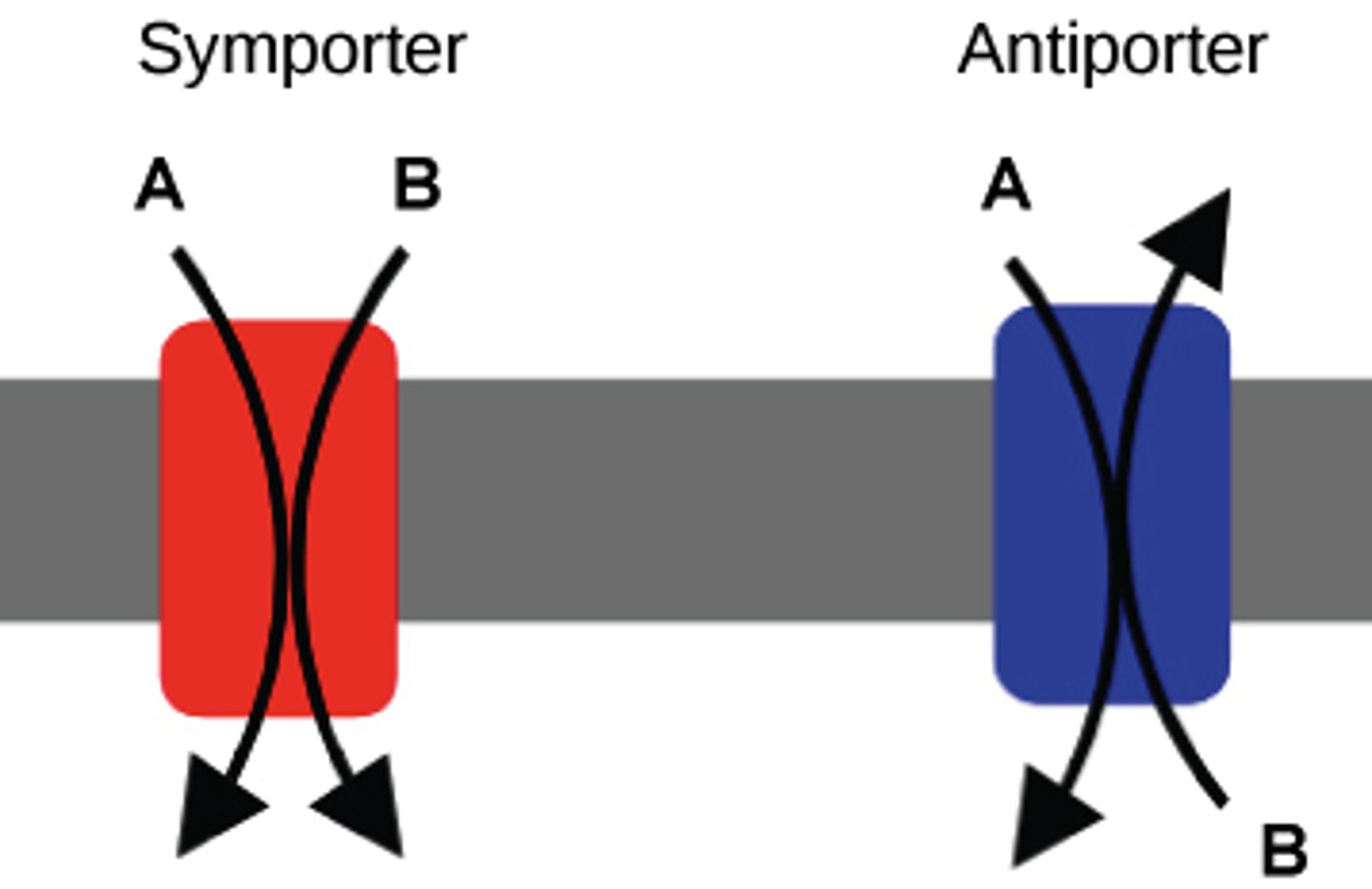 <p>Symports transport two different substances in the same direction.</p><p>Antiports transport two different substances in the opposite direction.</p>