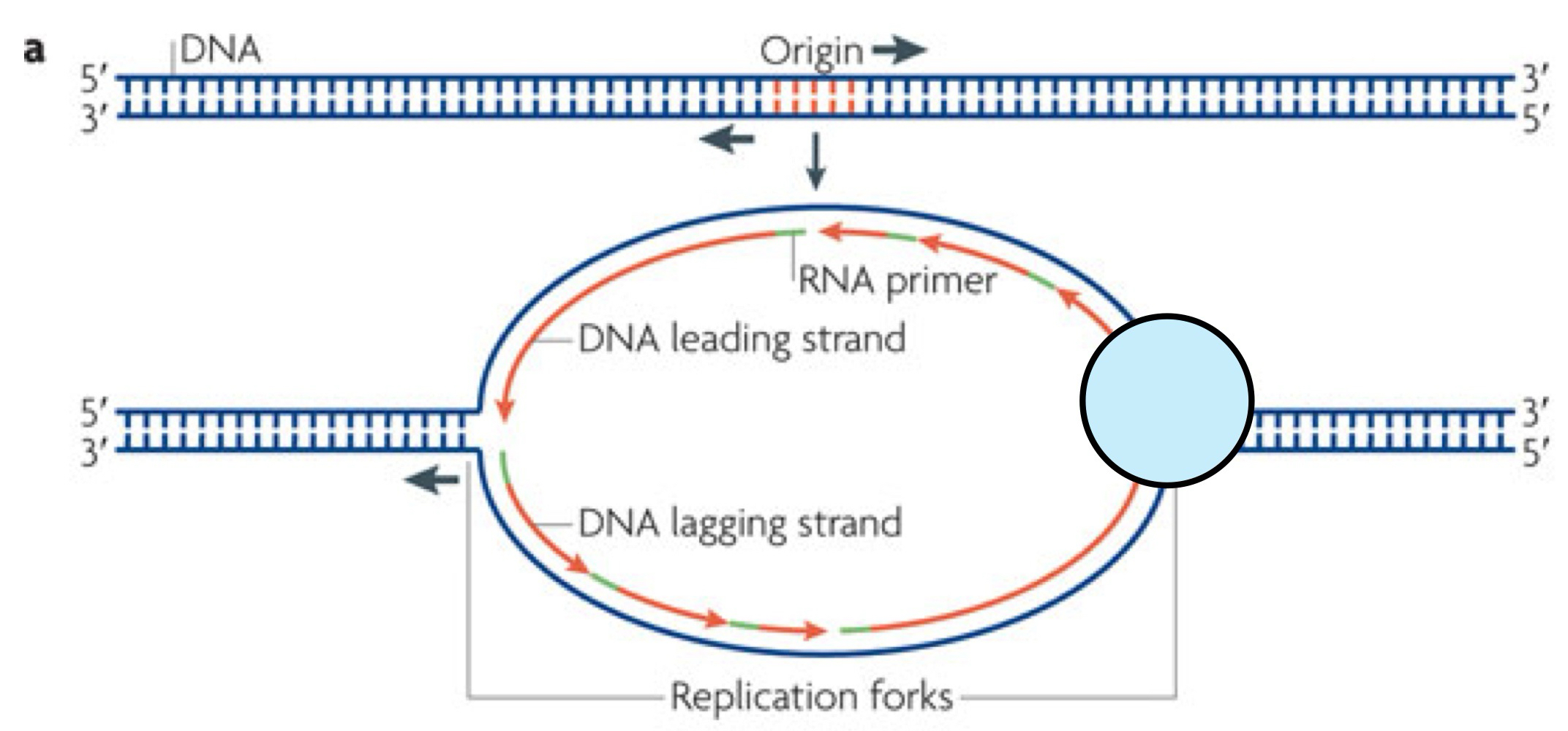 <p><span><span>specific DNA sequences where cellular machinery begins duplicating a genome, acting as binding sites for initiator proteins that unwind the DNA, creating replication forks for bidirectional synthesis</span></span></p><p>Two replication forks proceed from each one</p>