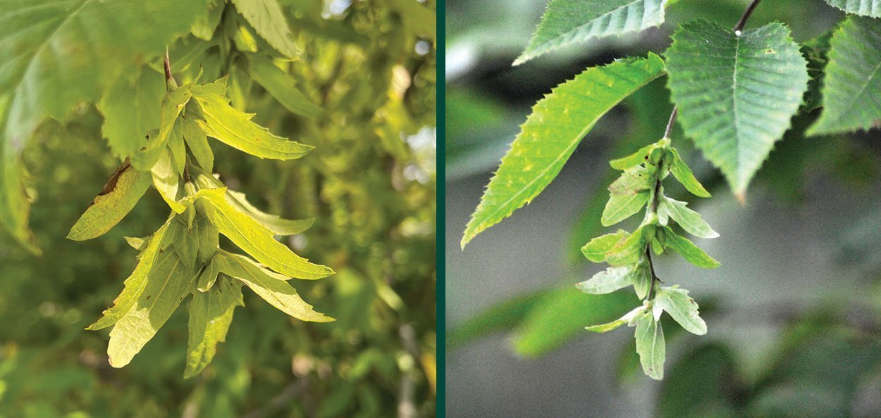 <p><em>Carpinus caroliniana</em></p>