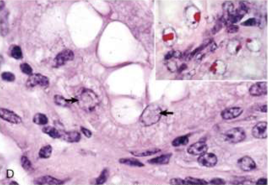 <p>What is this an image of?</p>