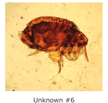 Unknown#6