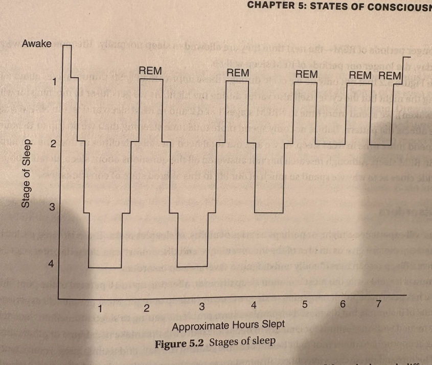 <ul><li><p>circadian rhythm is just our pattern of our body, your sleep schedule is part of it (see pg 39)</p></li></ul><p></p>