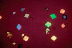 <p>Polarized light (uric acid with polarize, cystine will not!)</p>