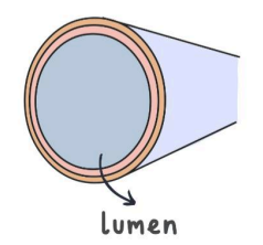 <p>what blood vessel is this?</p>