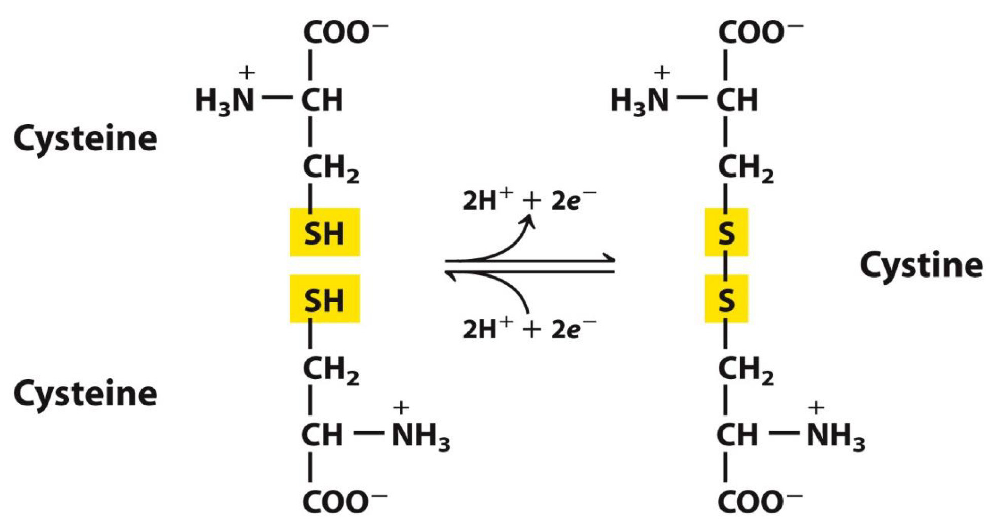 <p>Polar, Uncharged R group-Cysteine →disulfide bonds</p>