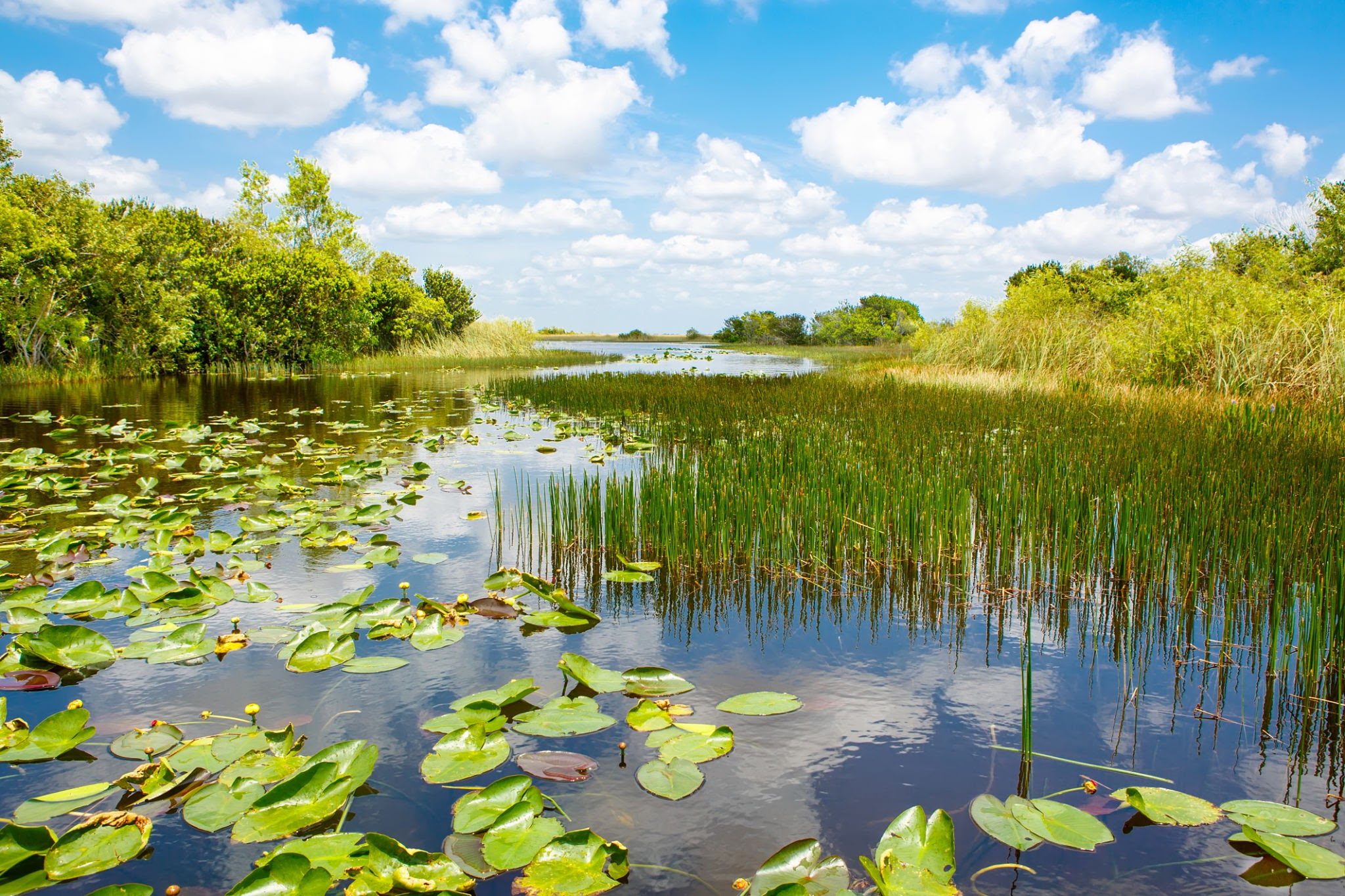 <p>wetland</p>
