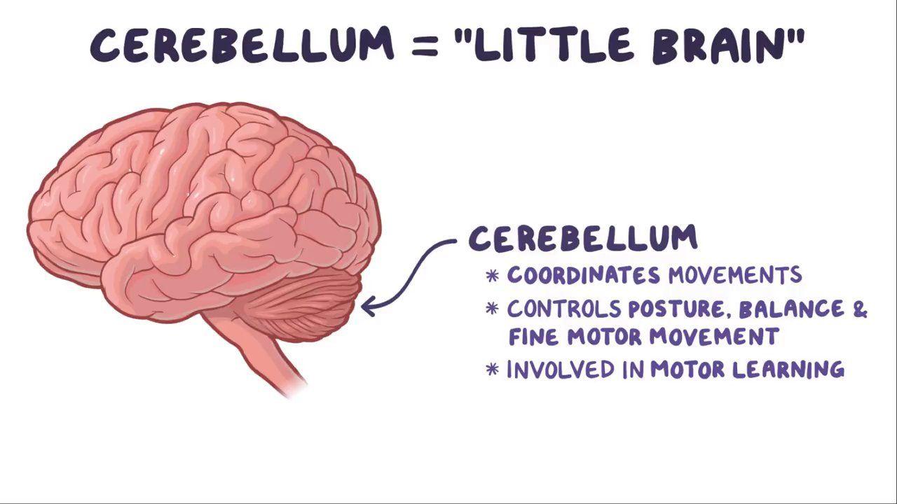 <p>Mini brain</p><p>-<strong>muscle control, including balance and movement</strong><span style="font-family: Google Sans, Roboto, arial, sans-serif; color: rgb(77, 81, 86)">. It also plays a role in other cognitive functions such as language processing and memory.</span></p>