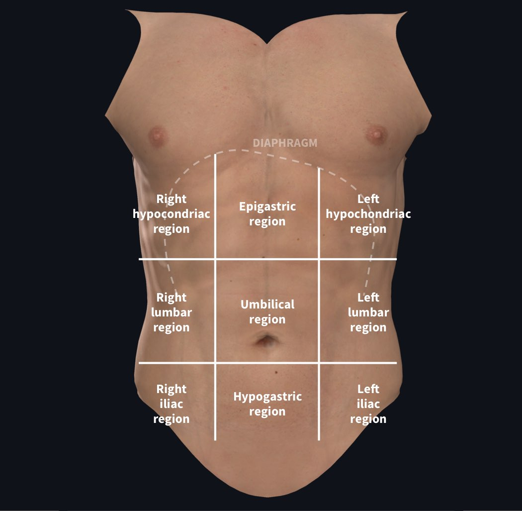 <p>space below the chest that contains organs such as the stomach, liver, intestines, and gallbladder</p>