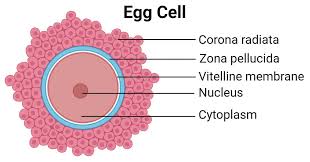 Egg cell unusual feature