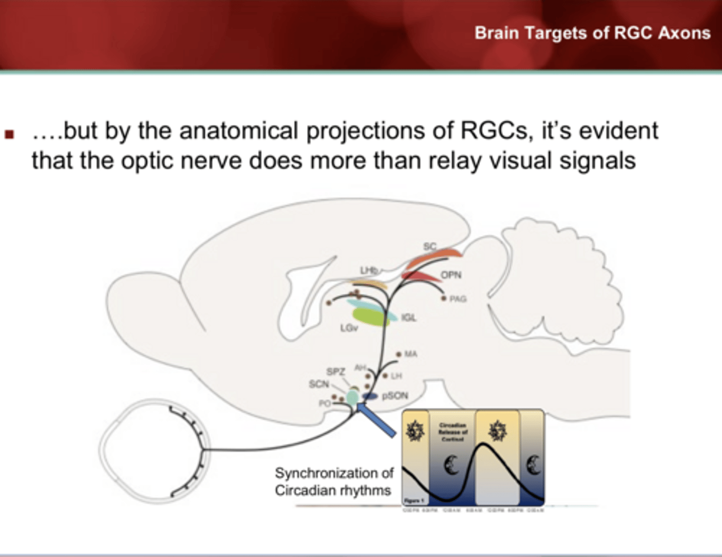 <p>Non-LGN Targets of RGC Axons</p><p>What is the function of the suprachiasmatic nucleus?</p>