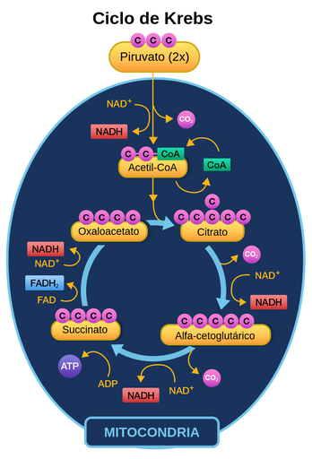 <p>Los principales productos de las rutas catabólicas de los aminoácidos son: a-cetoglutarato, Succinil-CoA, fumarato, Oxalacetato y acetil-CoA, los cuales convergen todos en el ciclo de ácido cítrico o también conocido como el ciclo de Krebs.</p>