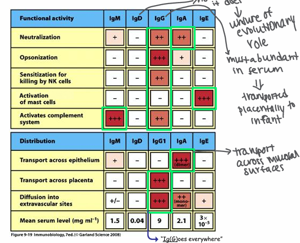 knowt flashcard image